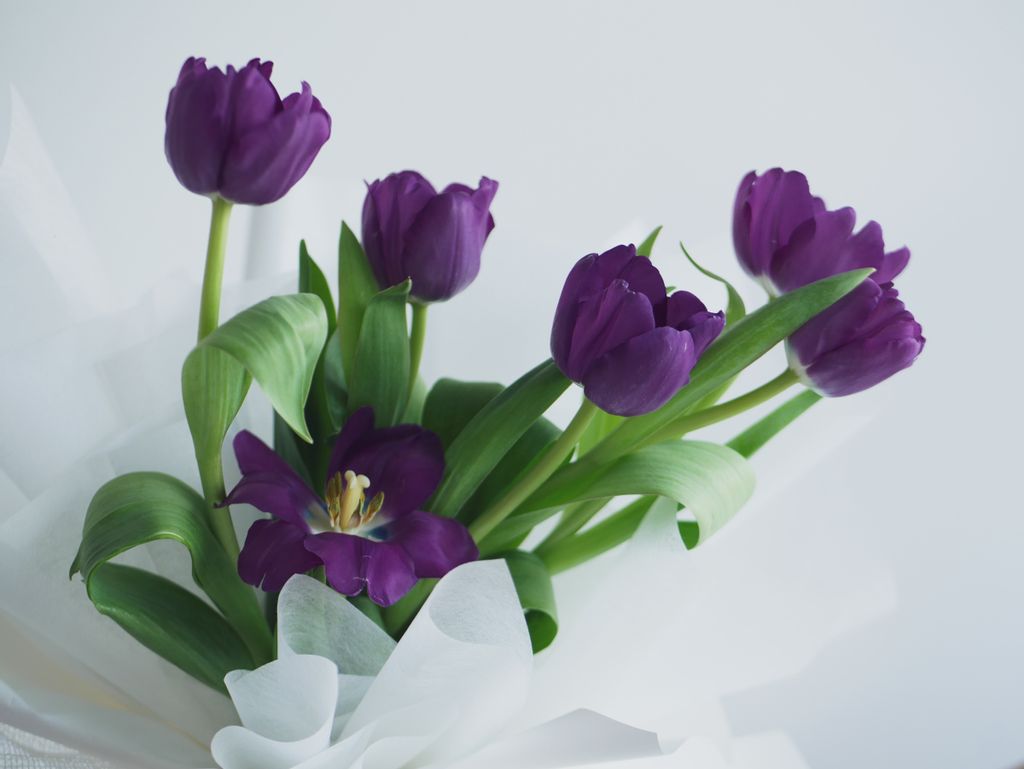 Classic Tulips