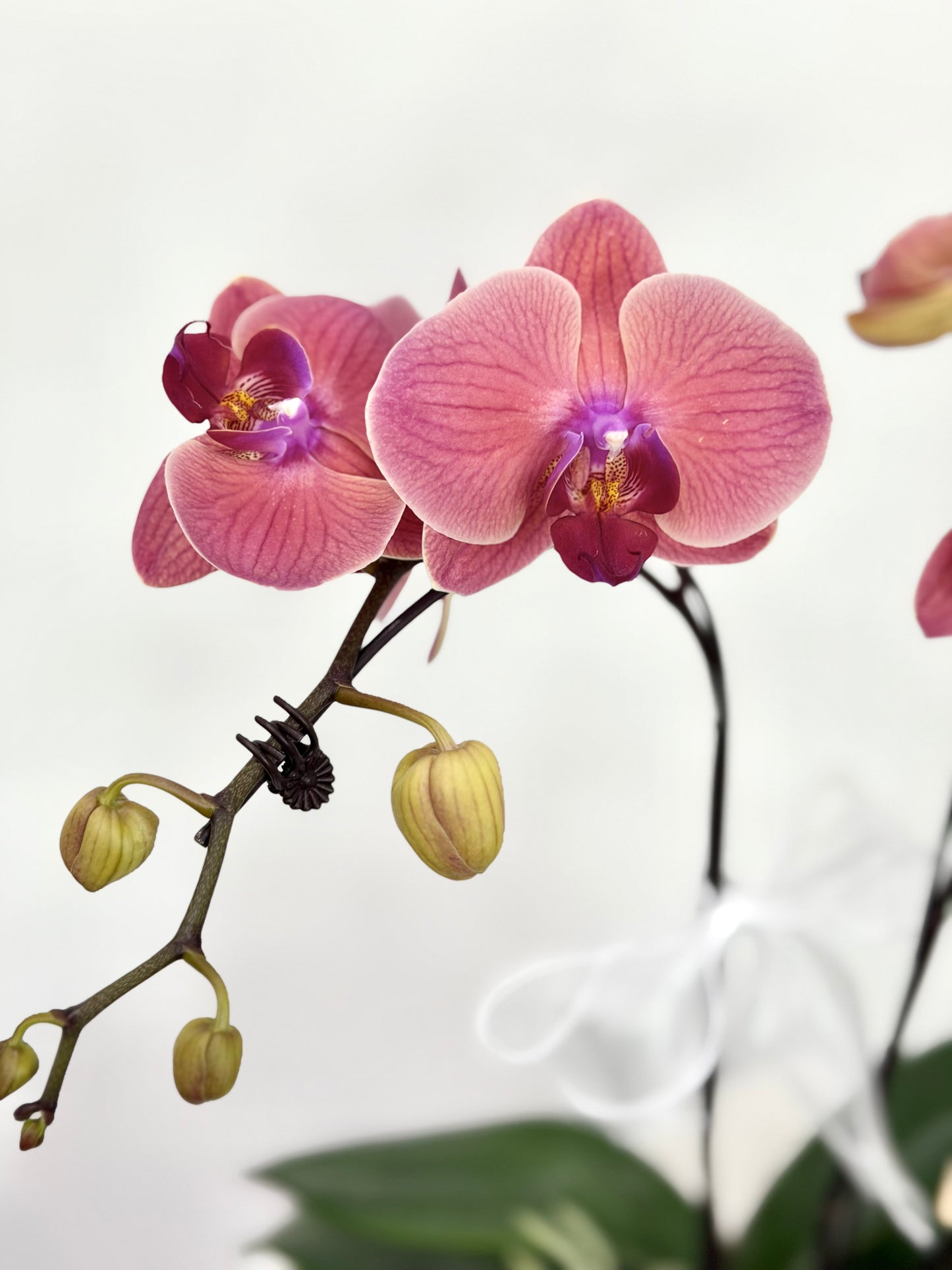 Coral Blessing Phalaenopsis