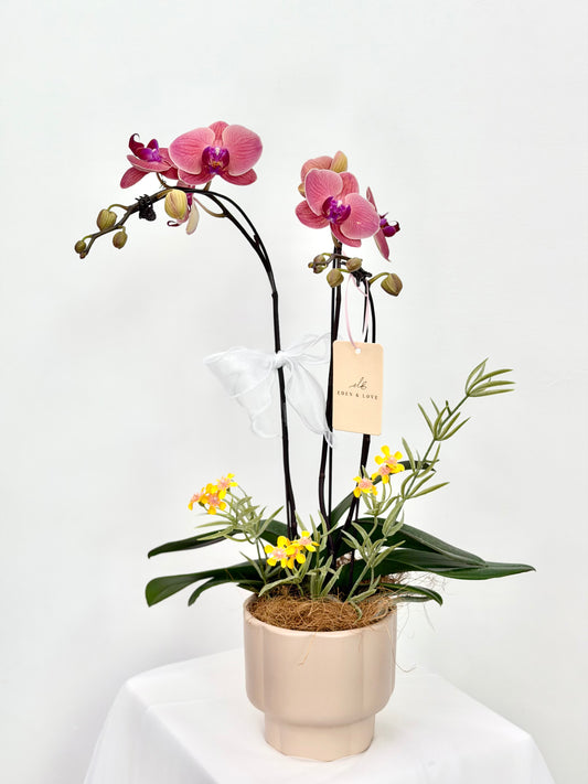 Coral Blessing Phalaenopsis