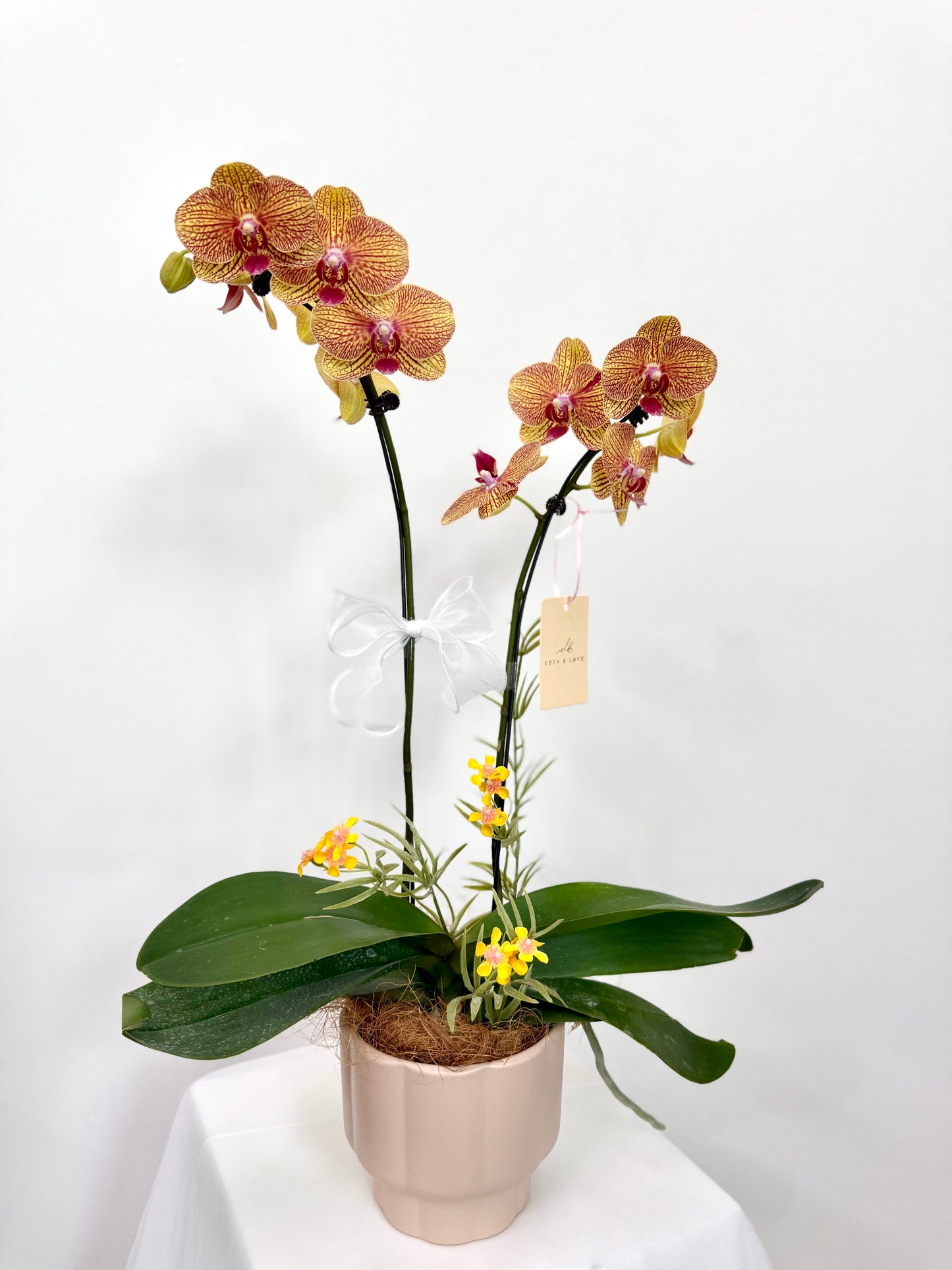 Golden Fortune Phalaenopsis