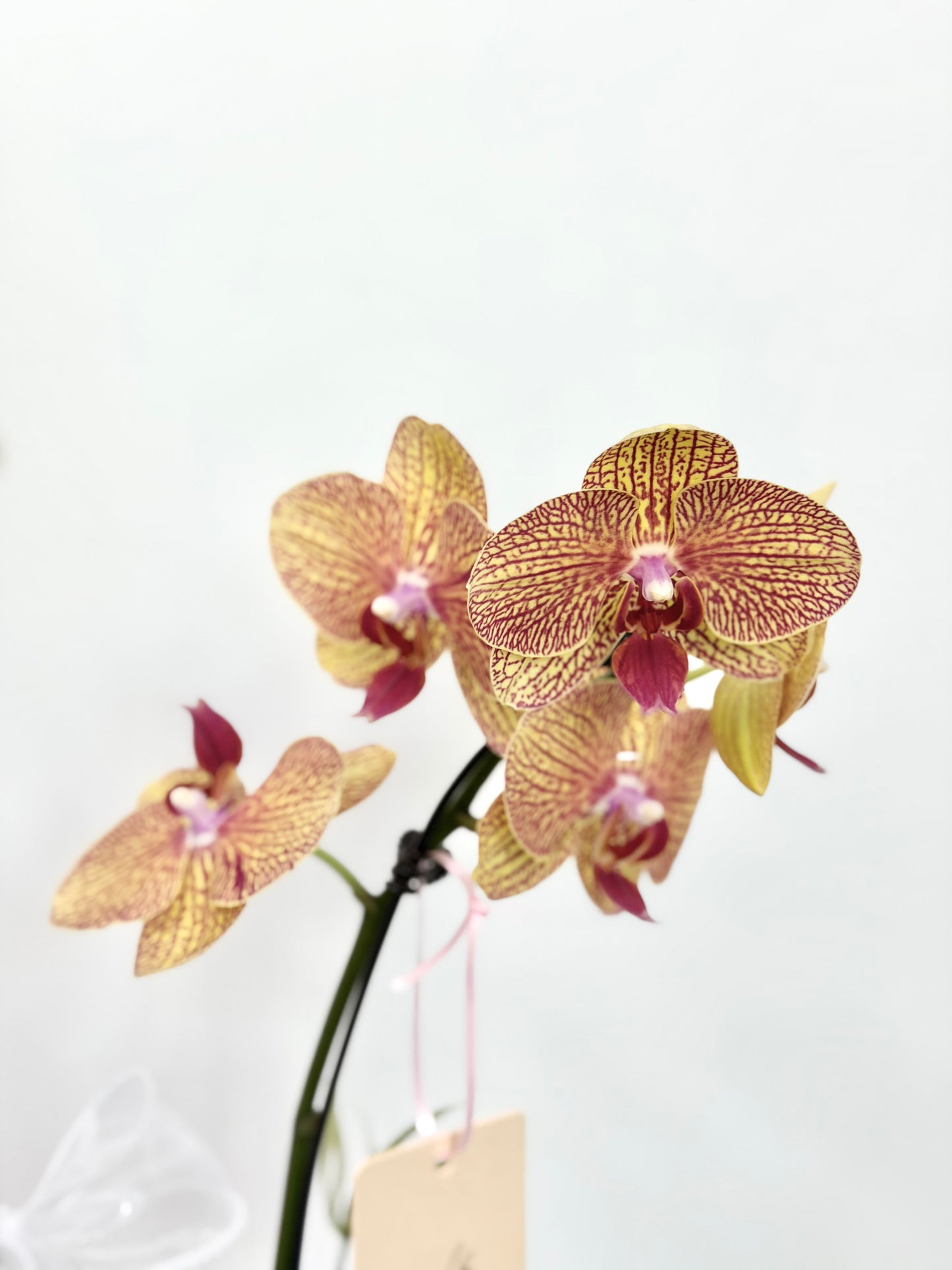 Golden Fortune Phalaenopsis