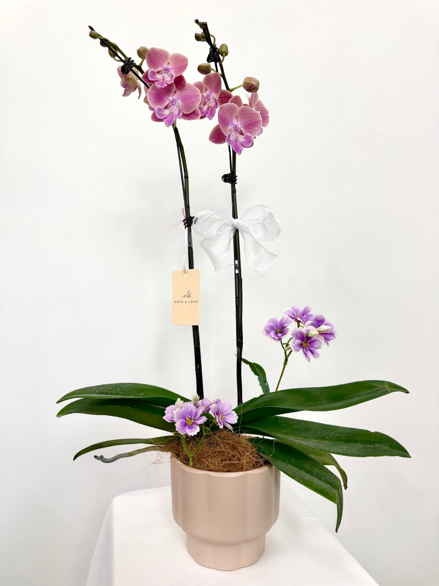 Blossom Harmony Phalaenopsis