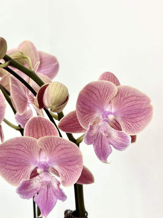 Blossom Harmony Phalaenopsis